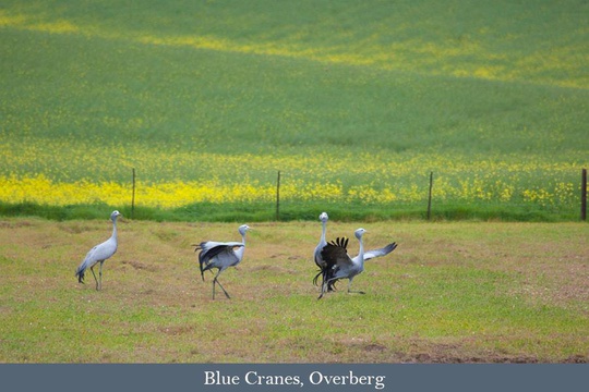 Blue Cranes in the Overberg