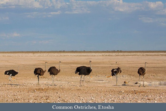 Ostrich flock in Etosha