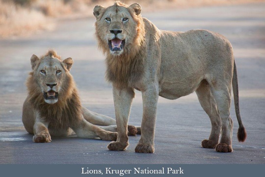 Lions in the Kruger National Park, South Africa