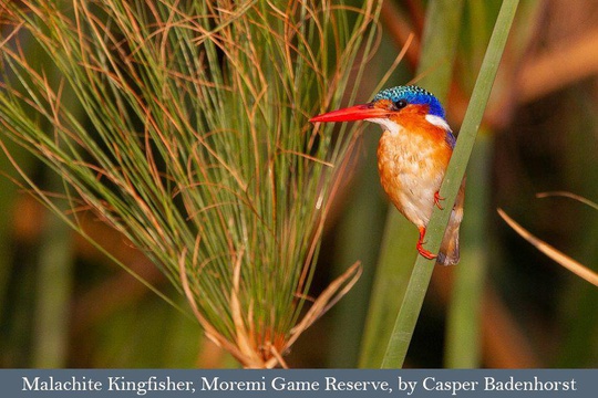 The colourful Malachite Kingfisher