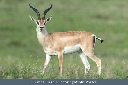 Grant's Gazelle