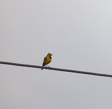 Bonus bird, the Golden Pipit near Albert Falls. 