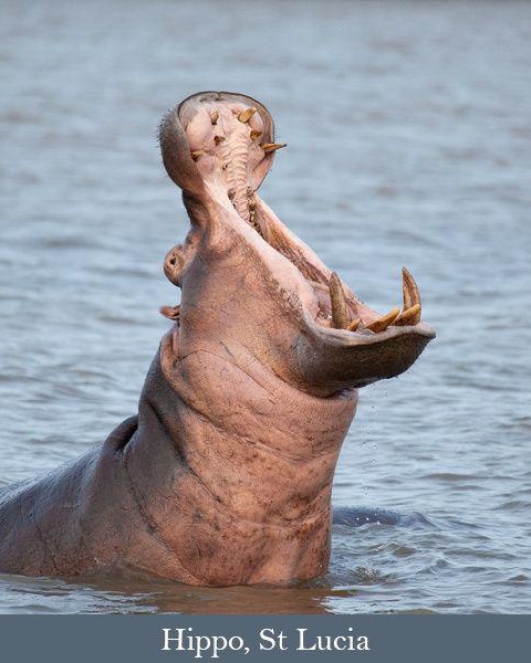 Hippopotamus threat display, St Lucia