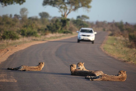 Cheetah family on the H6 to Nwanetsi Picnic Site
