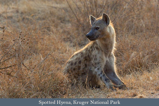Spotted Hyena, Kruger