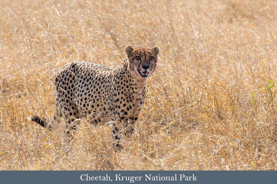 Cheetah seen near Lower Sabie Rest Camp