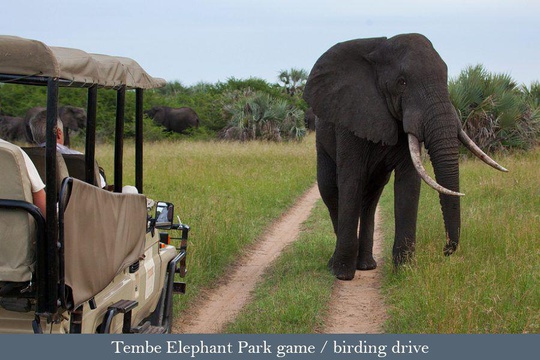 Game viewer and Elephant, Tembe