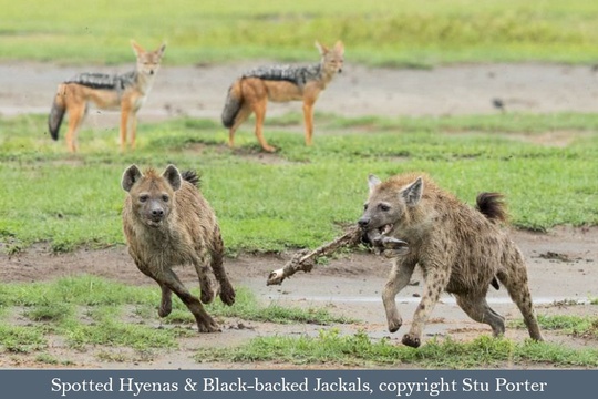 Spotted Hyenbas and Black-backed Jackals