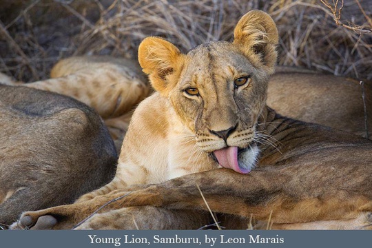Young Lion in Samburu