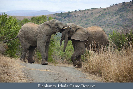 Elephants, Ithala Game Reserve