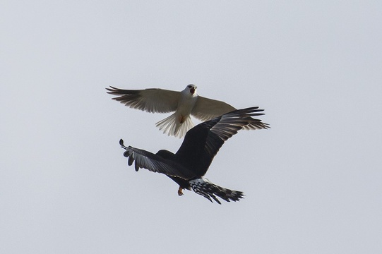 Black Harrier and Black-winged Kite, Bontebok NP. 