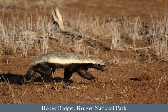 A rare sighting of a Honey Badger during the day