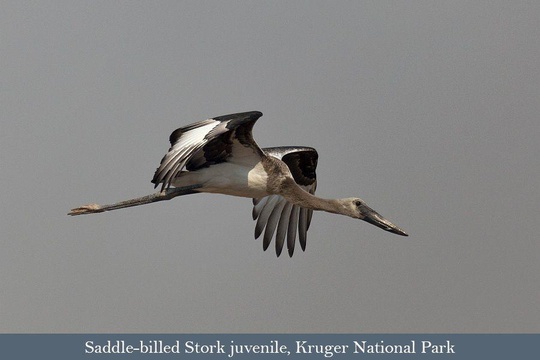 Saddle-billed Stork, Kruger Park
