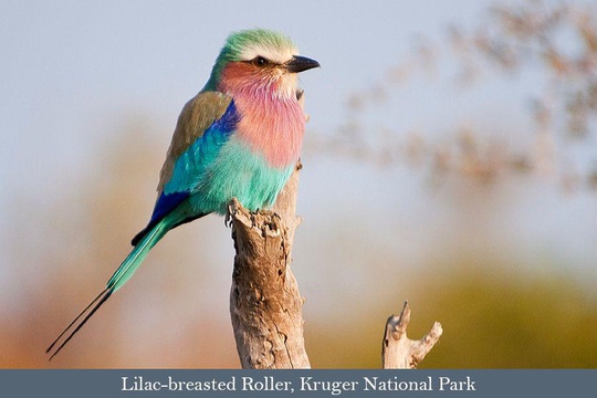 Lilac-breasted Roller, one of Kruger's most colourful birds