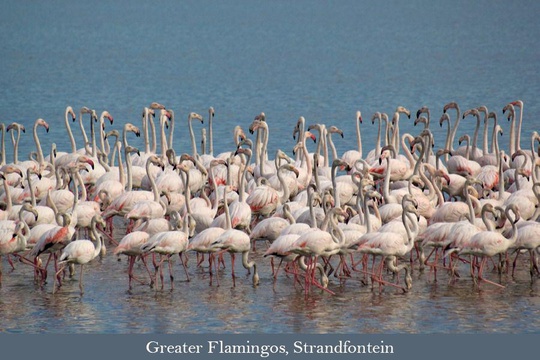 Greater Flamingos at Strandfontein Water Treatement Plant