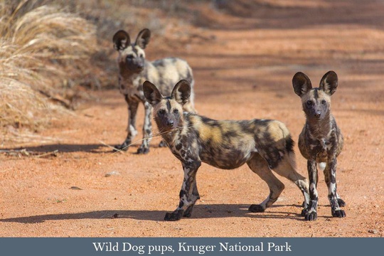 Wild Dog pups, Kruger National Park