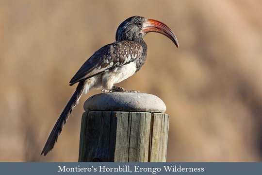Montiero's Hornbill, Erongo