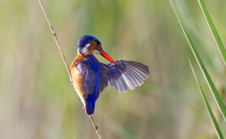 Malachite Kingfisher, iSimangaliso Wetland Park
