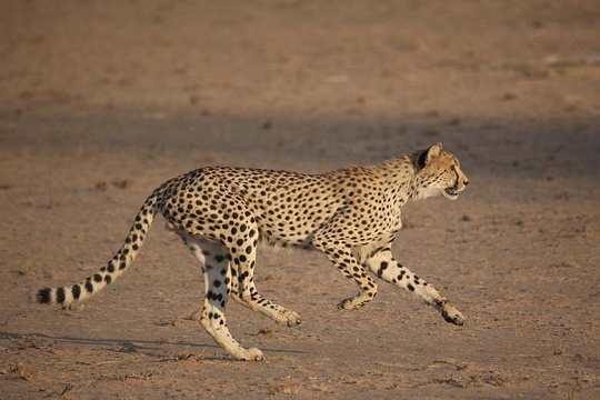 Cheetah on the hunt. 