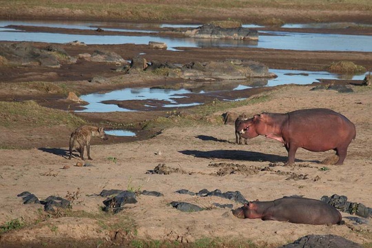 Spotted Hyena and Hippo stand-off. 