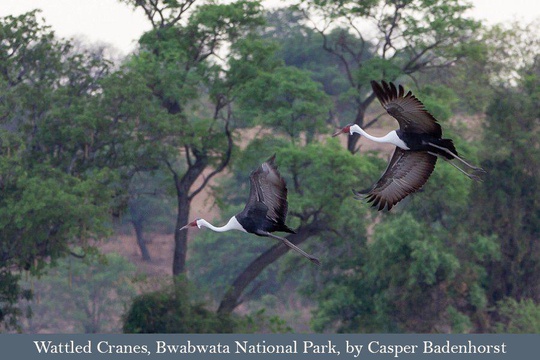 Wattled Cranes in flight