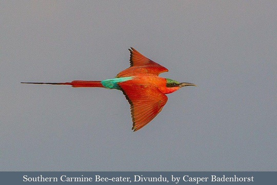 The stunning Southern Carmine Bee-eater