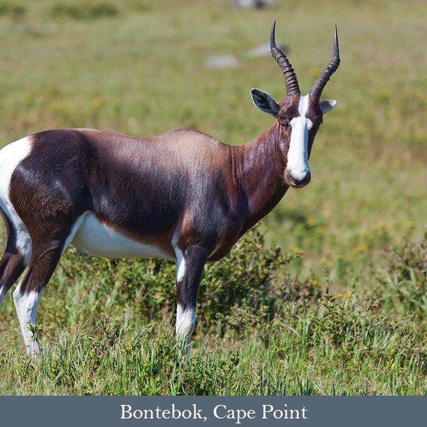 Bontebok, Cape Point Nature Reserve