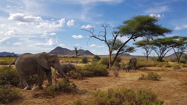 Elephant herd in the reserve. 