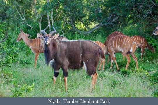 Nyala herd at Tembe