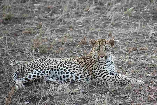 Leopard seen on a trip out from Satara