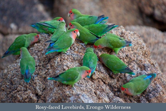 Rosy-faced lovebirds, Erongo Wilderness Lodge