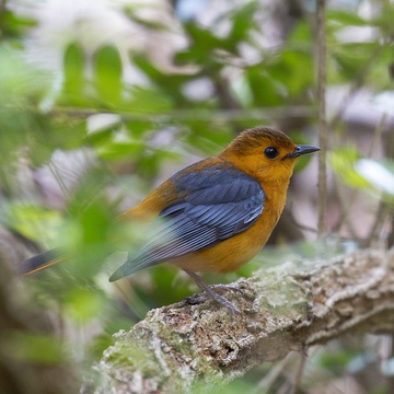 Red-capped Robin Chat
