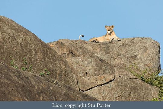 Lioness on a kopje, Serengeti