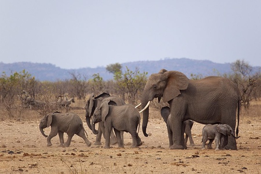 Elephant herd. 