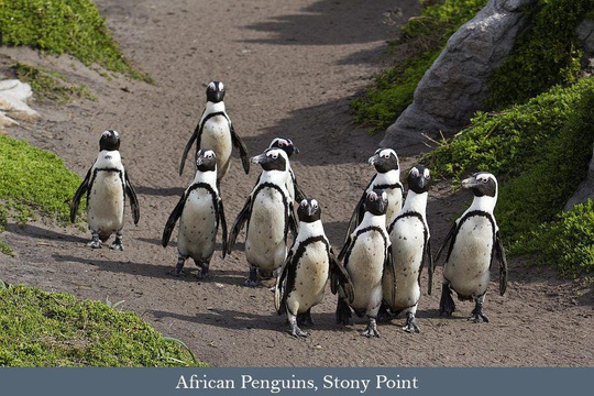 African Penguins at Stony Point