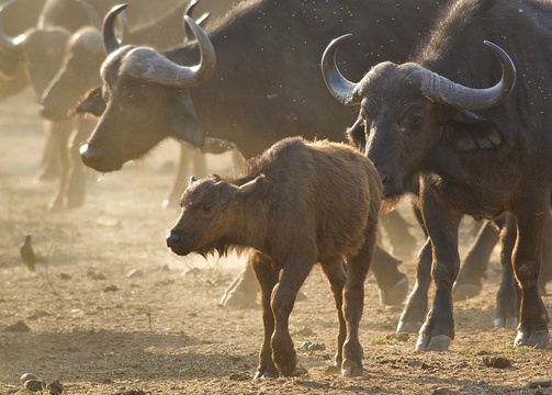 African Buffalo herd. 