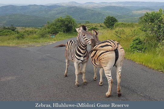Zebras, Hulhluwe-iMfolozi Game Reserve