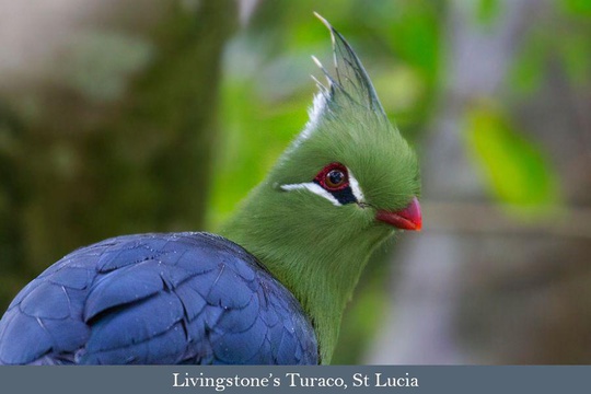 The exquisite Livingstone's Turaco