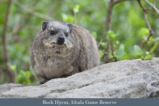 Rock Hyrax, Ithala Game Reserve