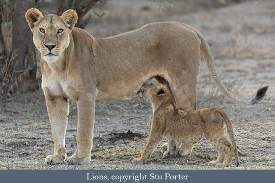 Lioness suckling her cub