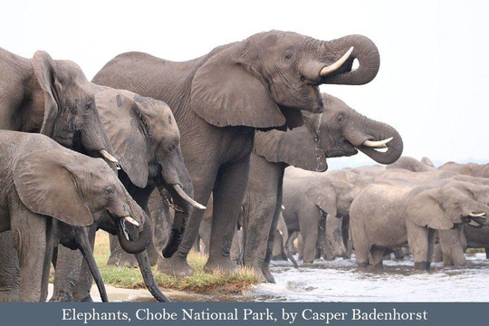 Elephants drinking, seen on a boat trip in Chobe