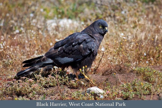 Black Harrier, West Coast National Park