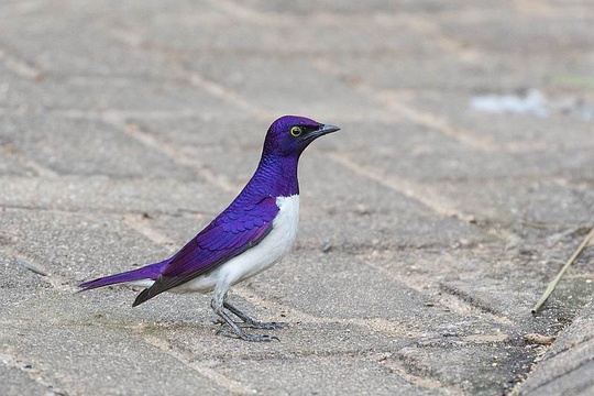 Violet-backed Starling, Pretoriuskop