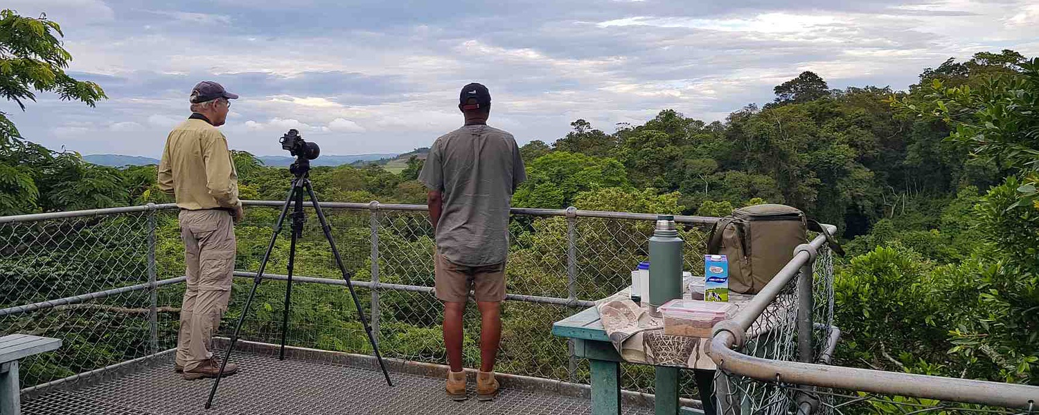 Birding from the canopy tower at Dlinza Forest, Eshowe. 