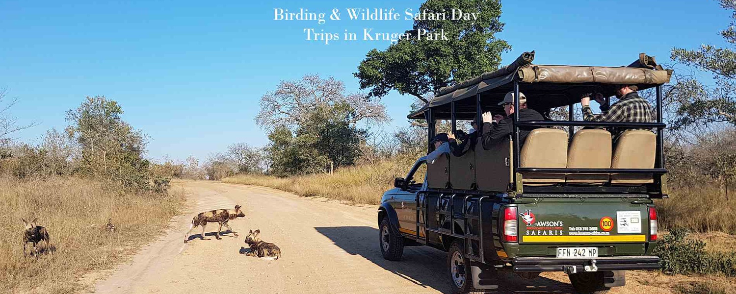 Birding and Wildlife Safari Day Trips in Kruger Park