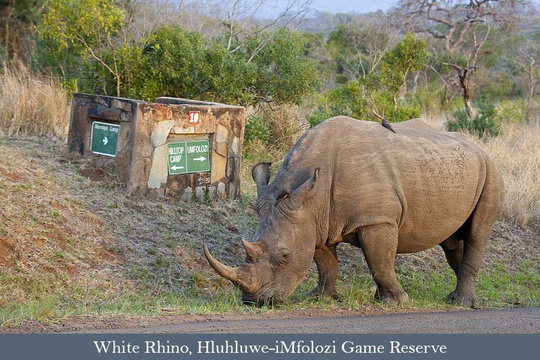 Southern White Rhino