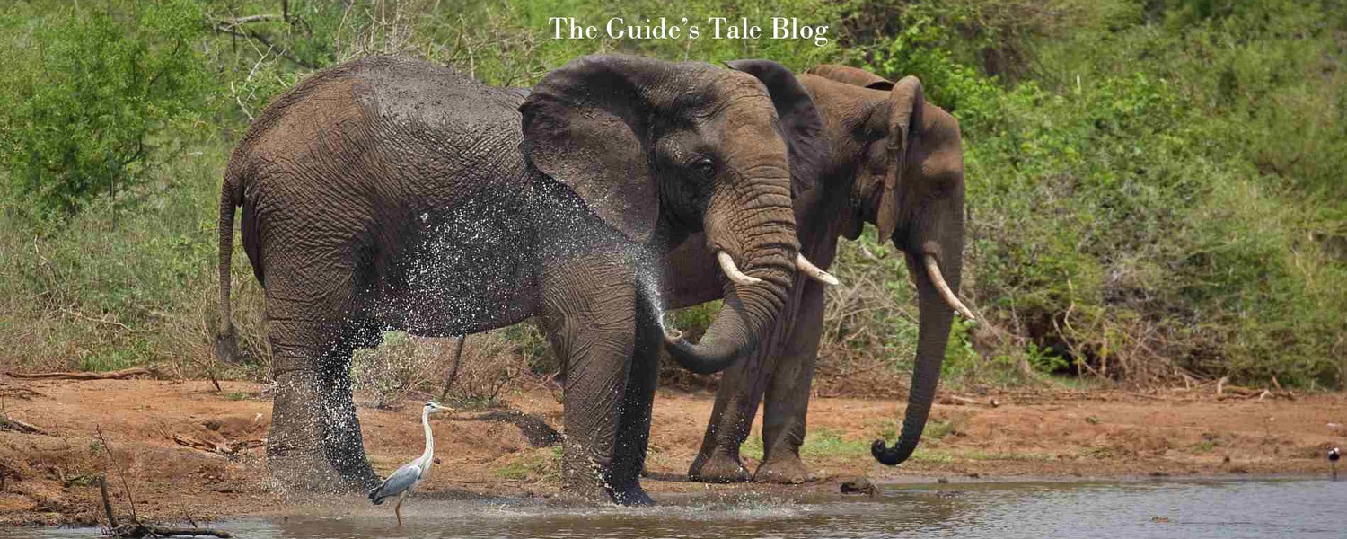 African Safari tour stories, snippets and tips