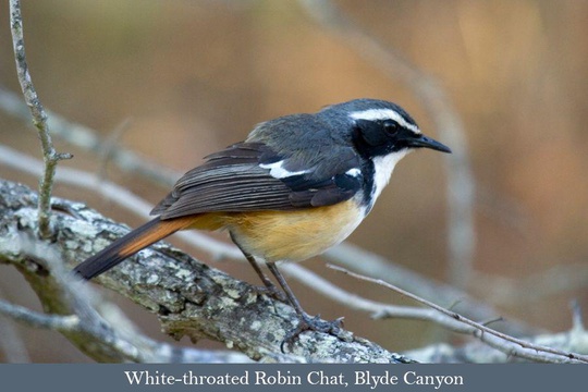 White-throated Robin Chat, Blyde Canyon 