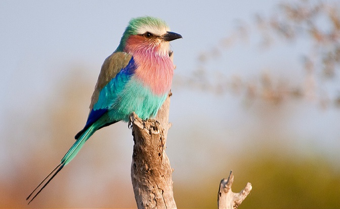 Small-group Bird Safaris offered by Lawson&#39;s Birding & Wildlife safaris, trips and tours in South Africa