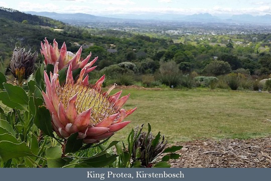 King Protea at Kirstenbosch National Botanical Gardens